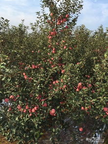 正宗山東煙臺紅富士一級果上市，新鮮水果零售